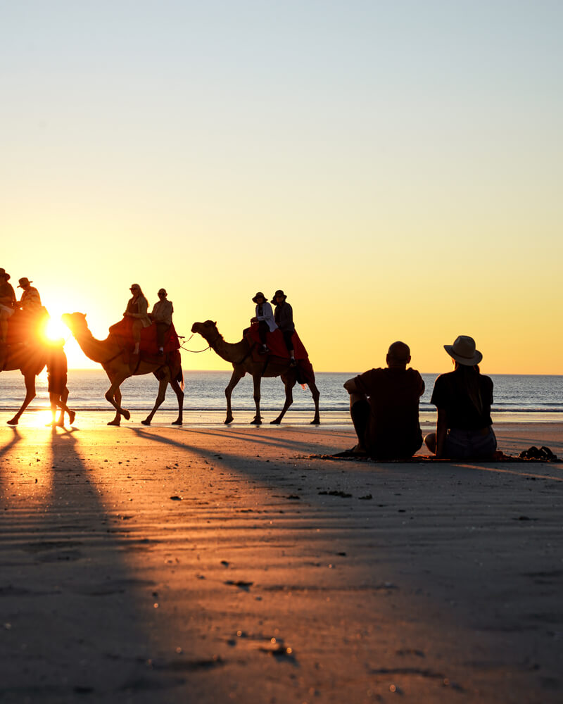 Camels on the beach