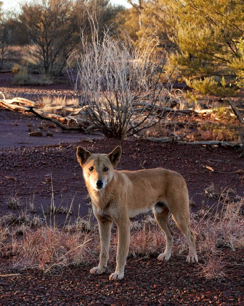 Dingo