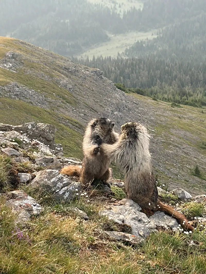 Marmots fighting on Canada's Great Divide Trail