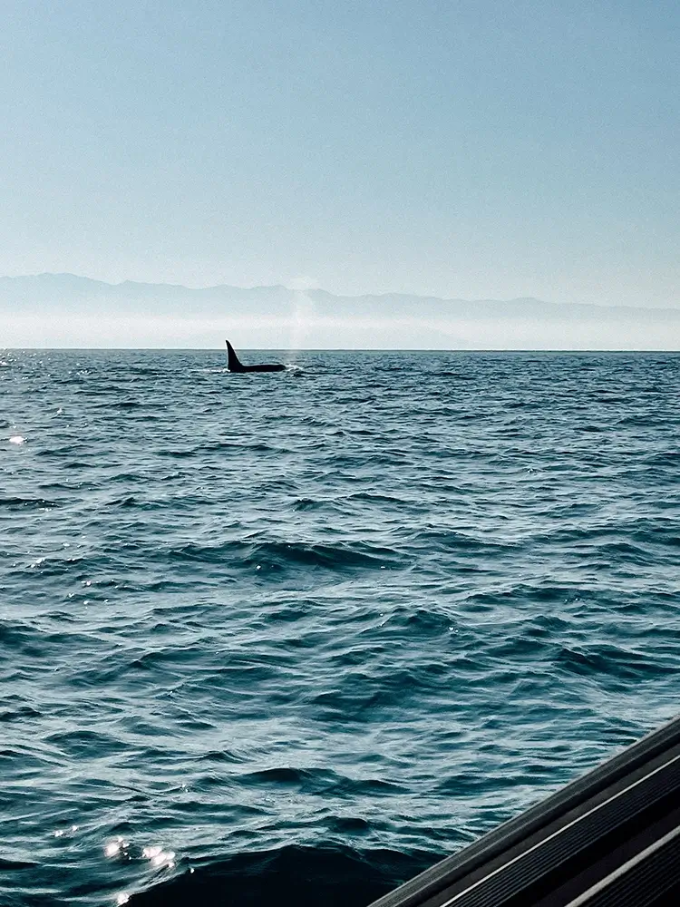 Orca at Tofino