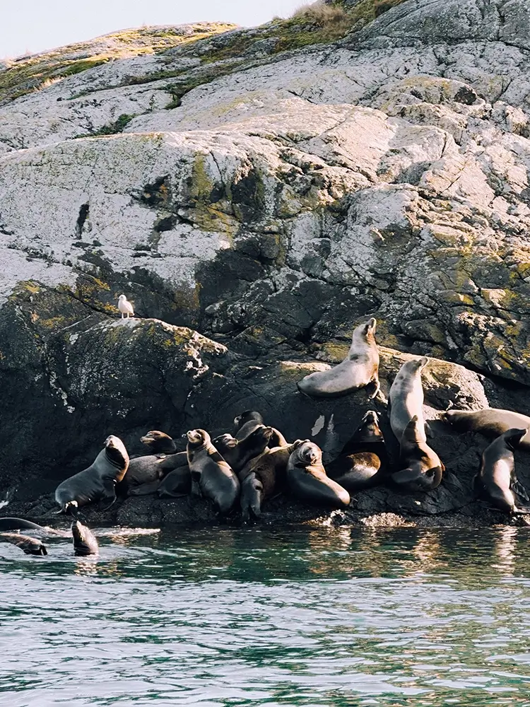 Seals on a rock at Tofino