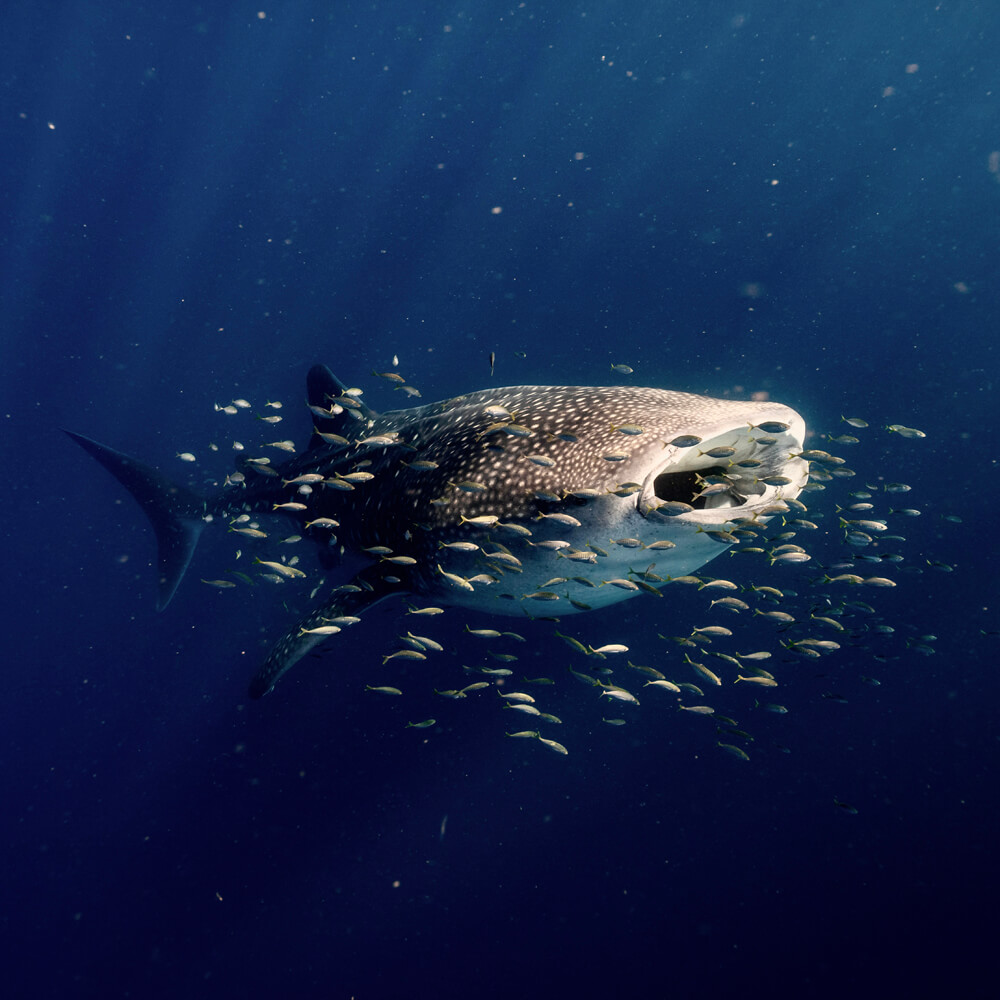 Whale shark